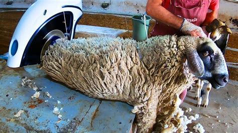 Image result for Auto Sheep Shearing Farm Java Only