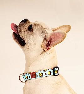 Buy Lana Paws Bumblebee Durable Fabric Dog Collar Belt for Large Dogs ...