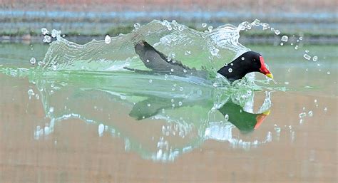 Common Moorhen | President of India