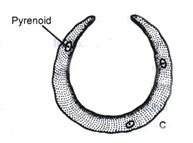 Ulothrix - Class 11 PDF Download