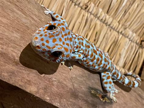 Peace, python and Plankton - Review of Kactus - The Hidden Treehouse ...