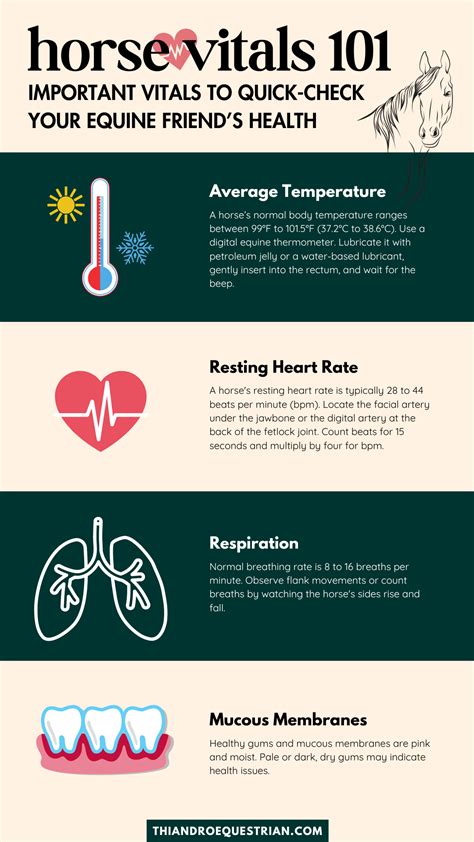 Normal Horse Temperature & Other Horse Vitals You Should Know ...