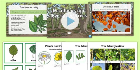 Deciduous and Evergreen Trees Differentiated Teaching Pack