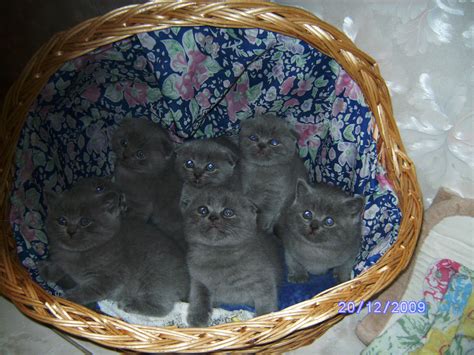 Scottish Fold und Highland Fold Babys abzugeben in | Tiere | Kleinanzeigen