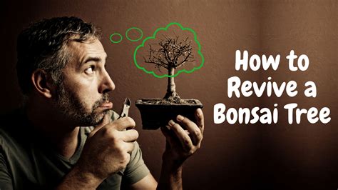 Revive Your Bonsai Tree with These Proven Techniques! – Abana Homes