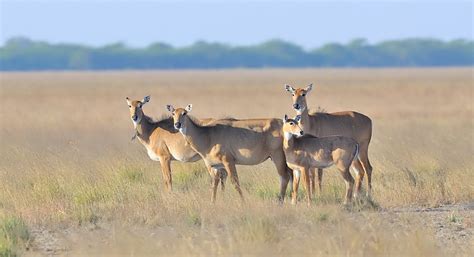 Nilgai - JungleKey.in Image