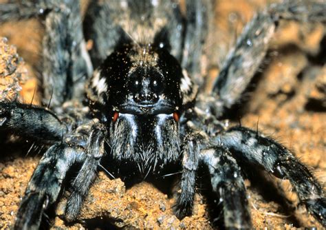 Black Wolf Spider
