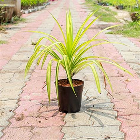 Mphmi Seedless Plant Indoor Plants Buy Golden Pandanus (Variegated ...