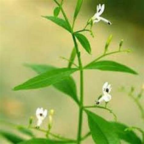 Buy Zyrex Kalmegh (Green Chiretta) Tablets-60 Tablets Pure(Green ...