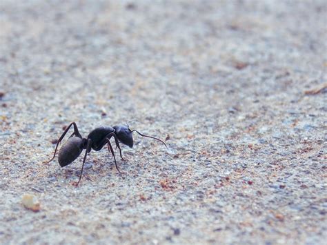 Tips for Dealing with Tiny Ants in Your Home