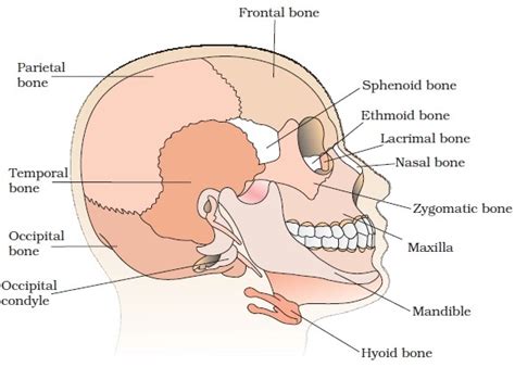 Select the option with the correct identification of the structures ...