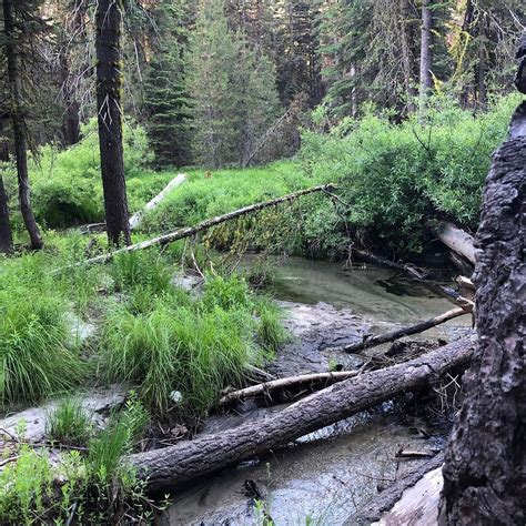 TAMARACK FLAT CAMPGROUND - Reviews (Yosemite National Park, CA ...