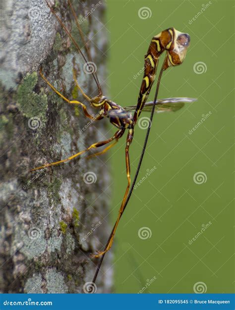 Giant Ichneumon Wasps In Illinois Royalty-Free Stock Photography ...