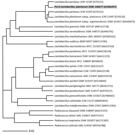 Development and Application of Lactobacillus plantarum PSCPL13 ...
