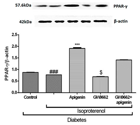 The Protective Effect of Apigenin on Myocardial Injury in Diabetic Rats ...