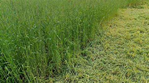 Rye cover crop improves soil but first must be tilled into the soil