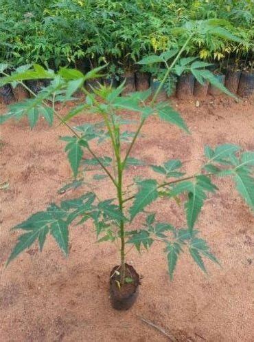 Malabar Neem Plant Manufacturer, Supplier from Indore