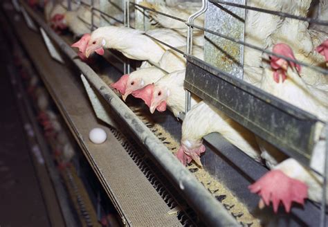 The Dark Side of the Egg Industry - FOUR PAWS International - Animal ...