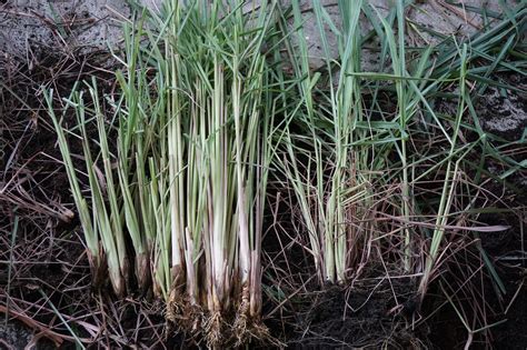 Can I Propagate Lemongrass - Learn How To Divide Lemongrass Plants ...