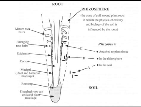 draw a structure of rhizobium and write any five points - Brainly.in