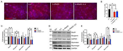 Stem Cell Differentiation and Applications