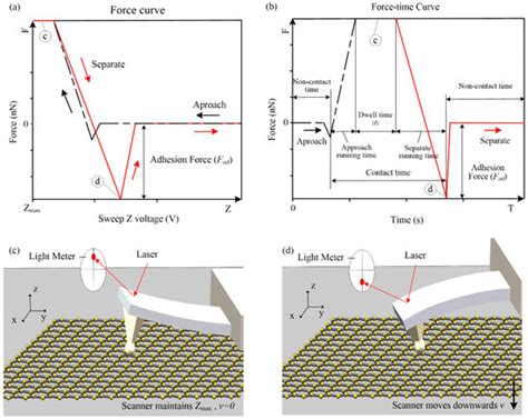 Study on Adhesion Force of Graphene under Cylinder–Plane Contact