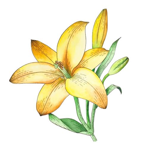 Lily flower watercolor vector | Premium Vector