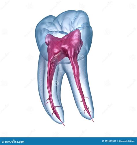 Dental Root Anatomy - First Mandibular Molar Tooth. Medically Accurate ...