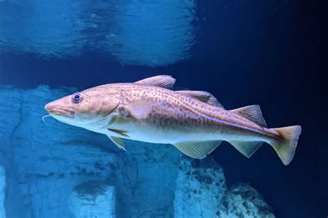 Image result for Small Cod Fish