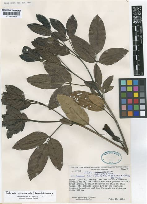 Tabebuia orinocensis (Sandwith) A.H.Gentry | Plants of the World Online ...