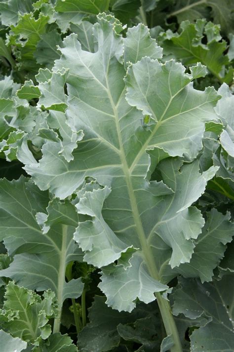 Sea Kale Plant Family at Andre Thompson blog