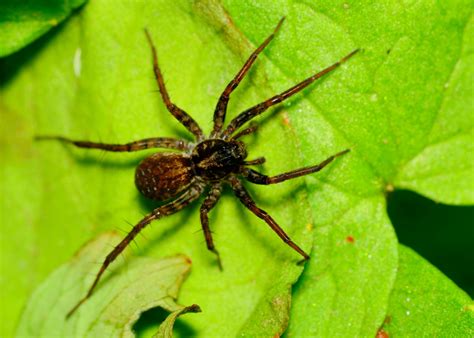 Exterminator in Maryland |Common Spiders and How To Identify