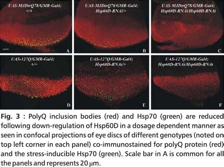 Hsp60D-A novel modifier of polyglutamine-mediated neurodegeneration in ...