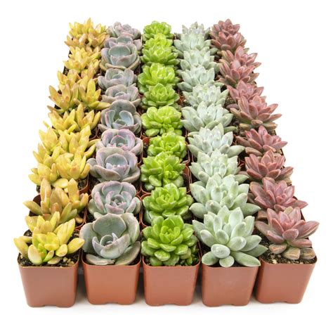 Altman Plants Bulk Succulent Plants (50PK) Live Plants - Small Real ...