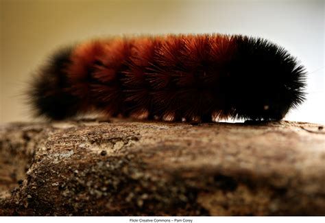 Winter Species - Woolly Bear Caterpillar - Hamilton College