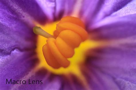 Image result for DIY Macro Photography Diffuser