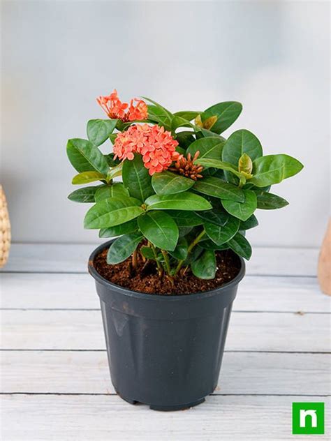 Buy Ixora Plants online from Nurserylive at lowest price.