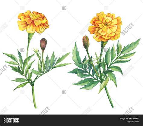 Mexican Marigold Flower Drawing