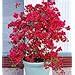 Bougainvillea red and white,Grafted (Pack of 2) : Amazon.in: Garden ...