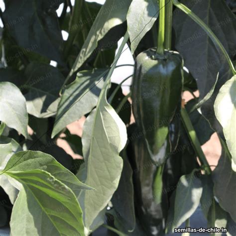 ¿Cuáles son los procesos de calidad que debe de seguir el cultivo de ...