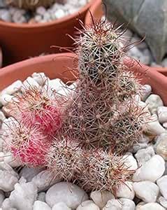 JAGREX Mammillaria thornberi cactus live plant : Amazon.in: Garden ...