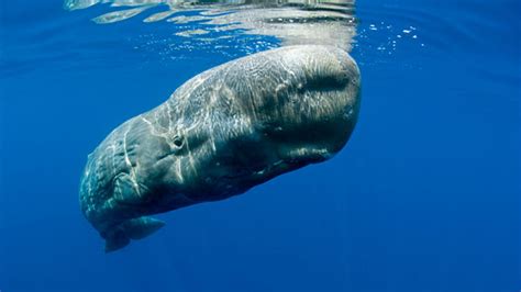 盘点地球上最大的10种鲸鱼：抹香鲸仅排第5，蓝鲸重达200吨_哔哩哔哩_bilibili