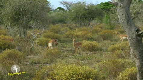 Destination francophonie - Destination Mozambique, la francophonie en ...