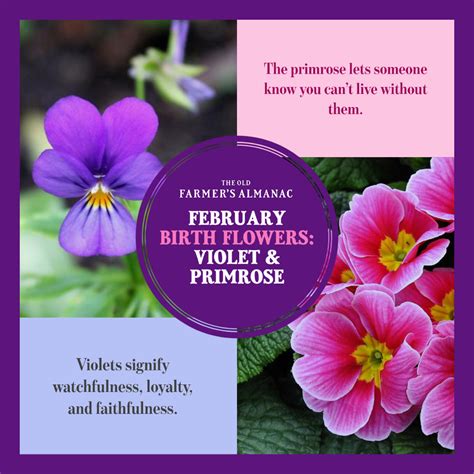 February Birth Flowers: Violets and Primroses | February birth flowers ...