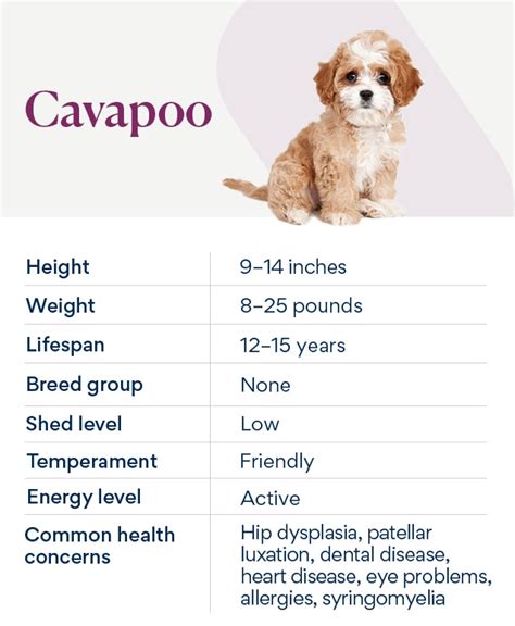 Image result for Cavapoo Dogs 101