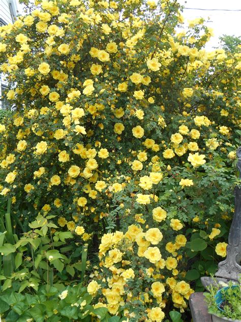 Yellow Rose Bush Types at Robbin Wood blog