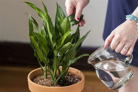 https://the-plant-guide.com/wp-content/uploads/2023/05/The-Ultimate-Guide-to-Watering-Indoor-Plants-Tips-and-Techniques-for-Healthy-Growth-1024x683.webp?utm_source=chatgpt.com