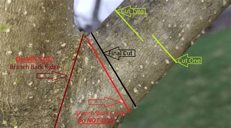 Image result for Step Cut Pruning