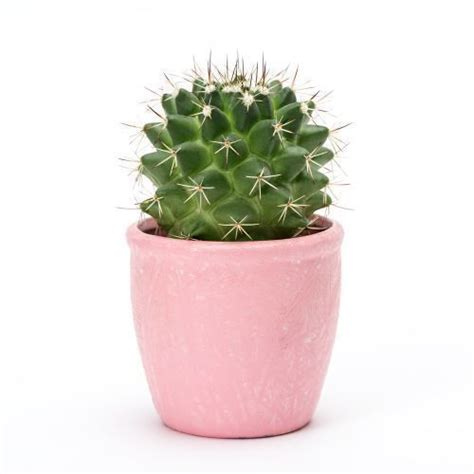 15 सर्वश्रेष्ठ प्रकार के कैक्टस के पौधे आपके घर को लाभ और सुशोभित करने ...