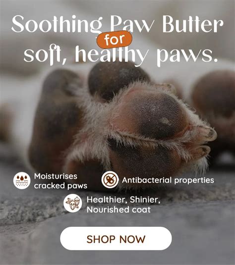 Natural Pet Care for Dogs – Advanced Probiotic Grooming – Wag wonders